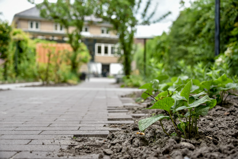 Inspiratie voor lange smalle tuin inrichten | borderbeplanting