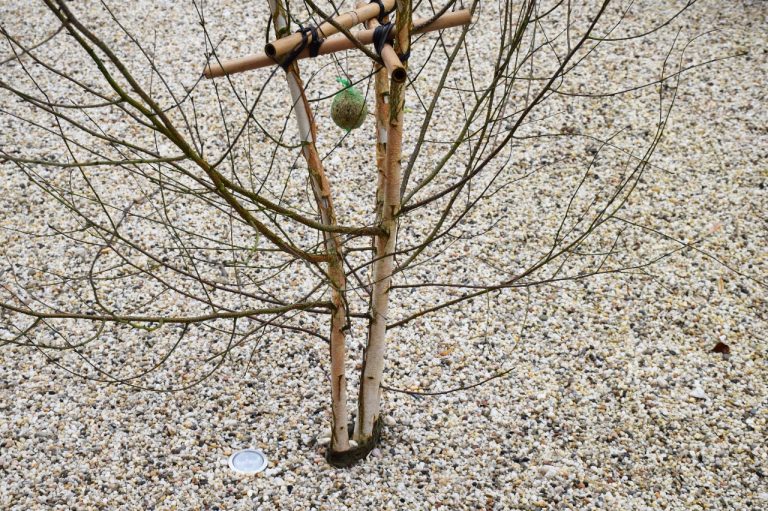 Grind tuin met grondspots als tuinverlichting onder boompje.