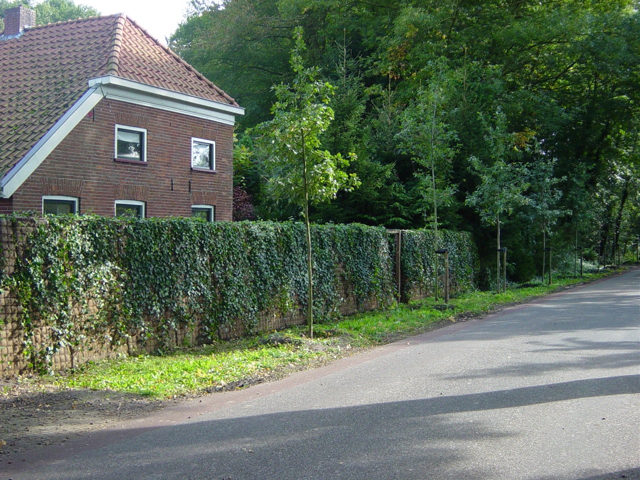 natuurlijke groene geluidswal tuin