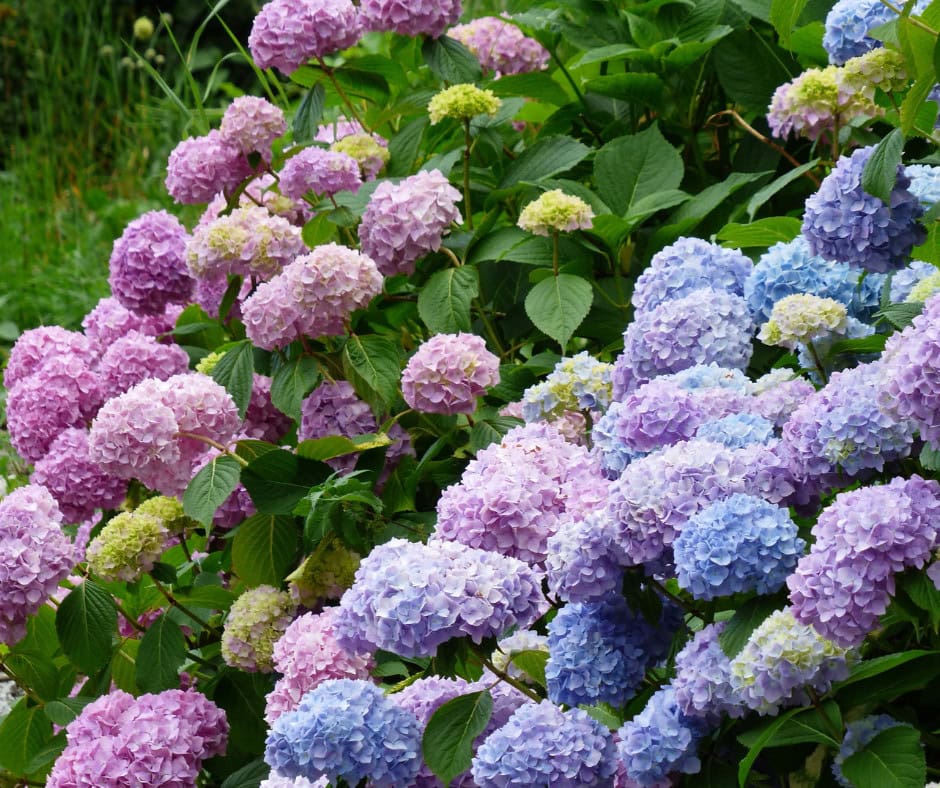 hortensia's snoeien